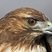 Red-tailed Hawk